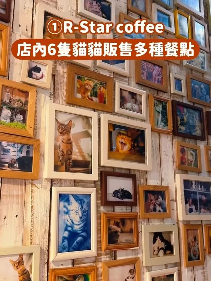 台中貓咪咖啡廳推薦