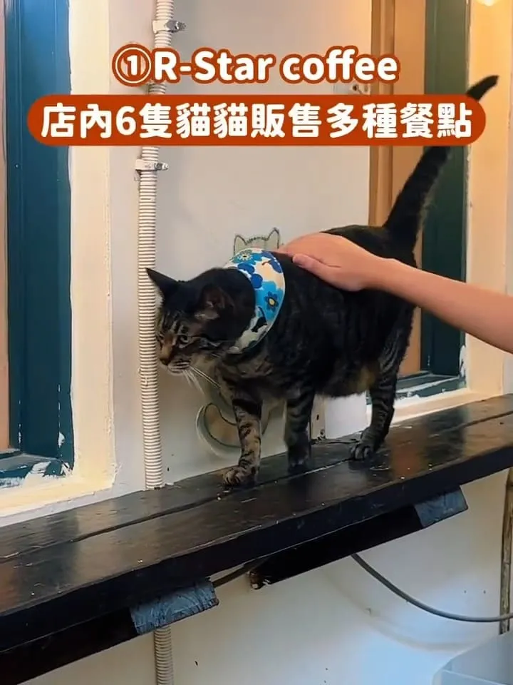 台中貓咪咖啡廳推薦
