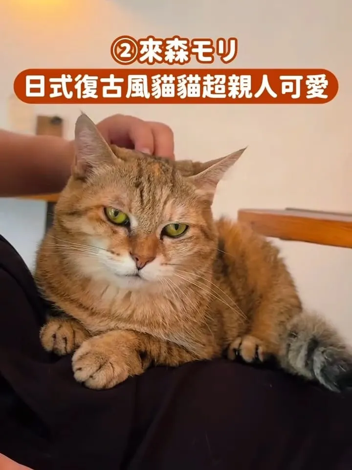 台中貓咪咖啡廳推薦